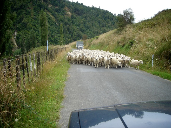 Sheep Herding